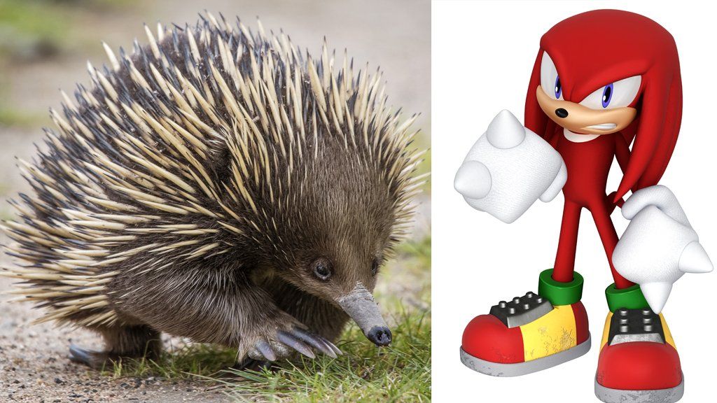 What Kind Of Animal Is Knuckles